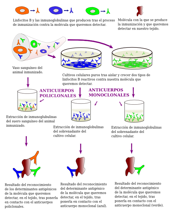 Anticuerpos monoclonales y policlonales