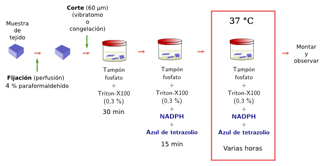 Proceso de la histoquímica para diaforasa