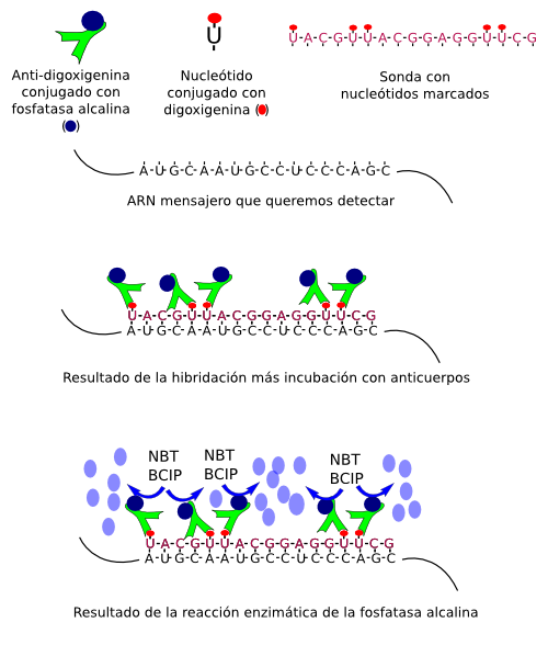 Hibridación in situ