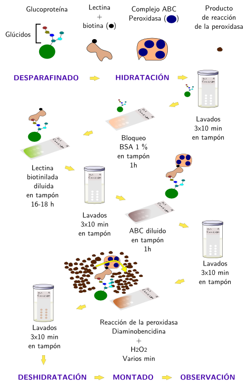 Proceso de detección con lectinas