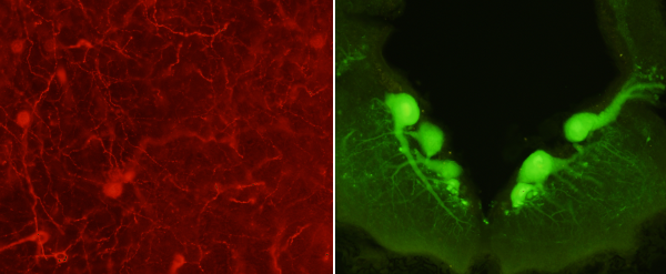 Fluorescencia