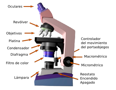 Partes de un microscopio