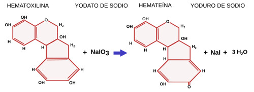 Hematoxilina