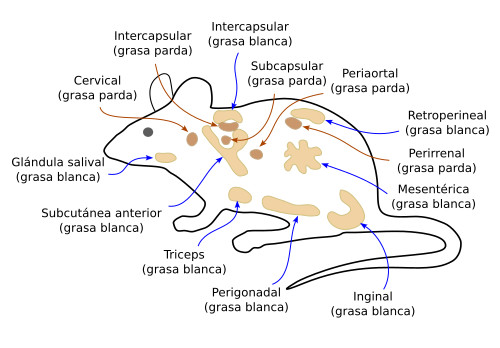 Distribución del tejido adiposo en ratón