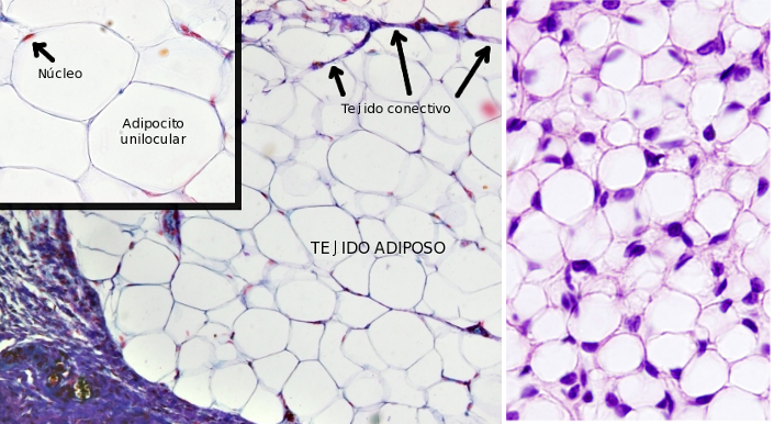 Adipocitos