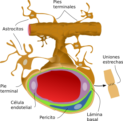 Barrera hematoencefálica