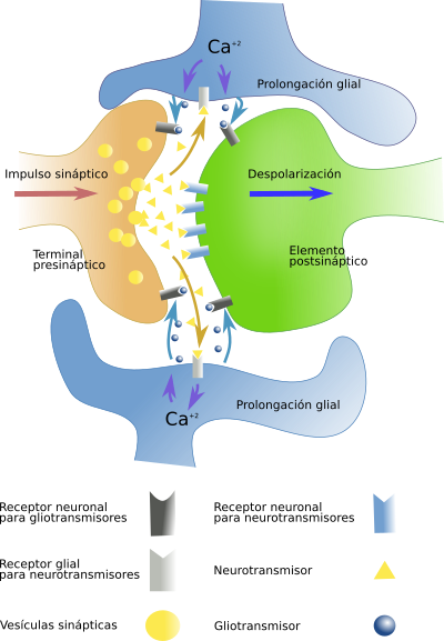 Synapsis tripartita