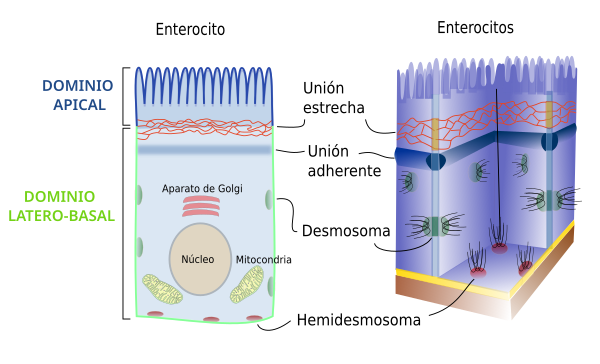 Enterocitos, dominios