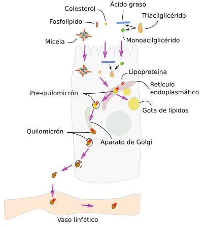 Absorción de grasa