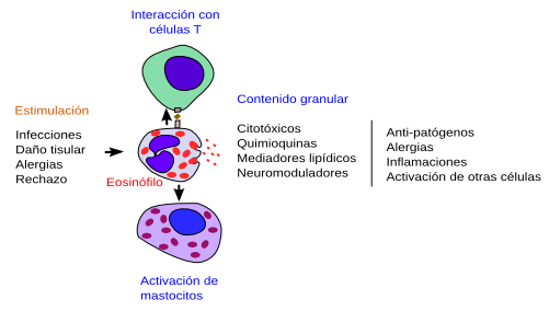 Eosinófilo