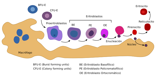 Eritrocitos