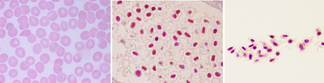 Eritrocitos de distintas especies