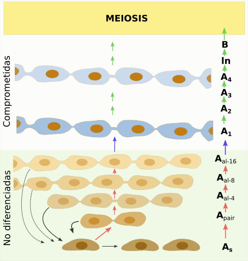 Diferenciación de las espermatogonias