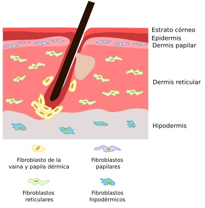 Fibroblastos