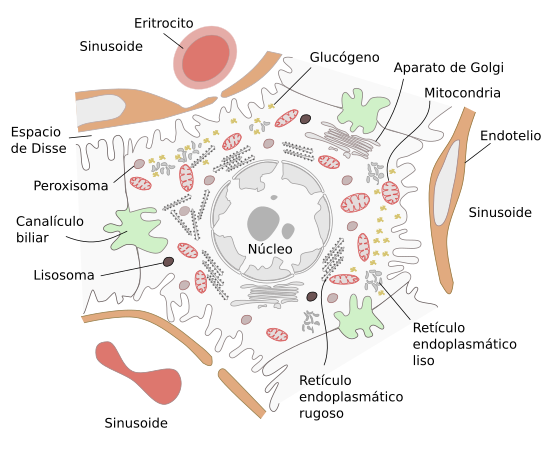 Hepatocito