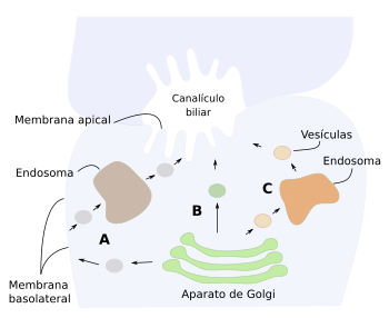 Rutas vesiculares