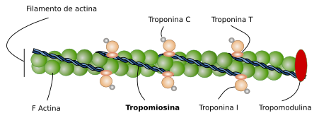 Tropmiosiona, troponinas