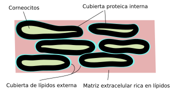 Queratinocitos