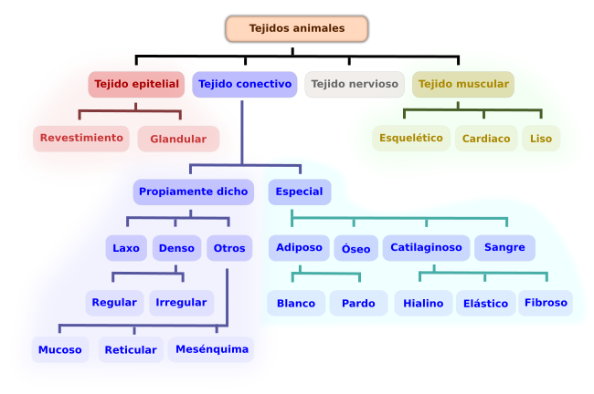 Tipos de tejidos