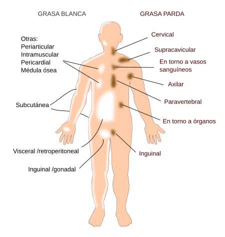 Grasa distribución