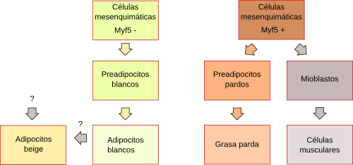 Adiposo en desarrollo