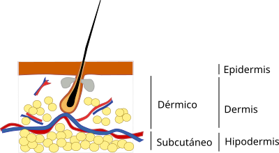 Grasa en el tegumento