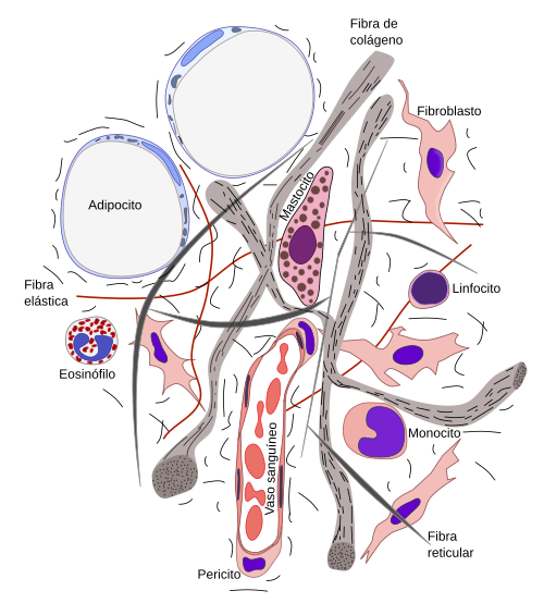 Tipos celulares y fibras
