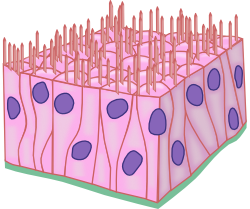 Pseudostratified