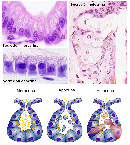 Tipos de secreción