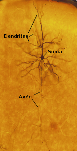 Neurona