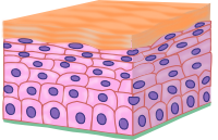 Estratificado plano queratinizado