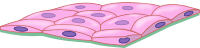 Simple squamous epithelium