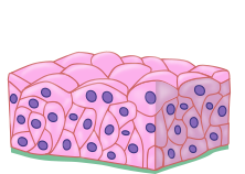 Transitional epithelium