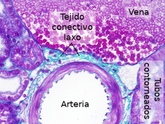 Tejido conectivo laxo en el riñón