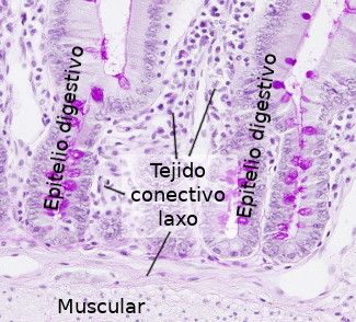 Tejido conectivo laxo en el intestino delgado