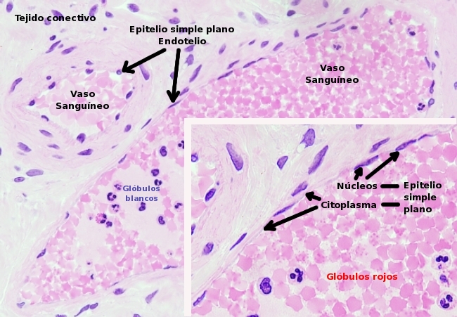 endotelio