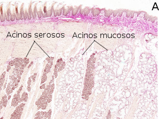 Glándula salival sublingual