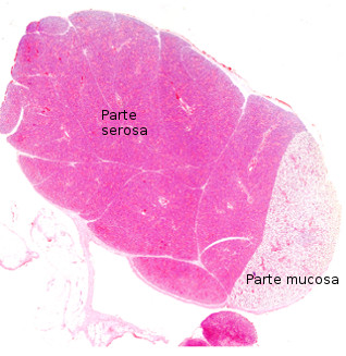 Glándula salival submaxilar