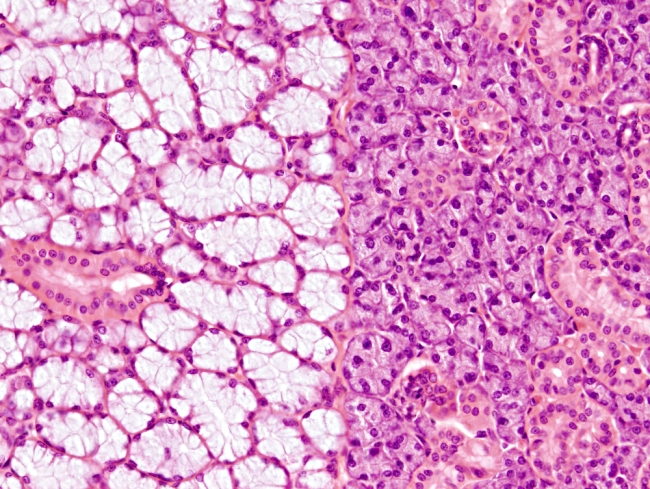 Epithelium: salivary gland