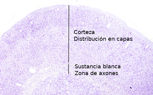 Corteza cerebral