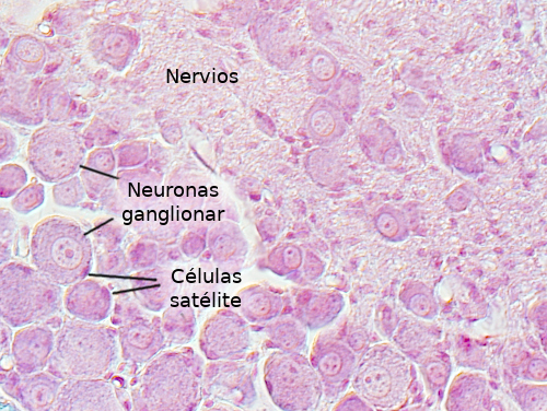 Neurona ganglionar