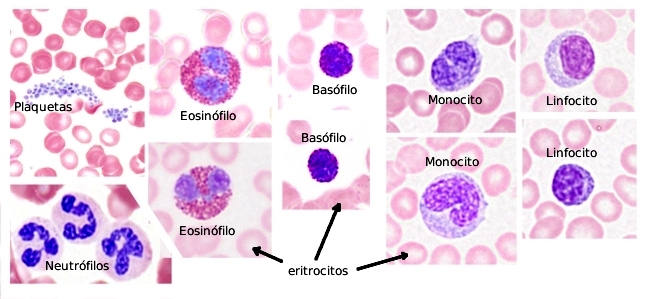 Células de la sangre