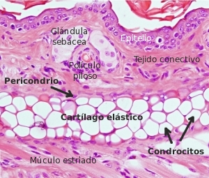 Cartílago elástico