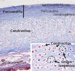 Cartílago hialino