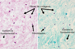 Conectivo gelatinoso