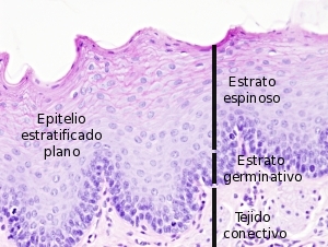 epitelio plano stratificado no queratinizado