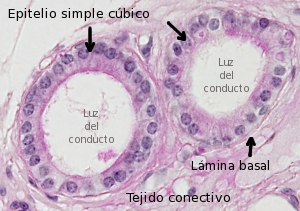 epitelio simple cúbico