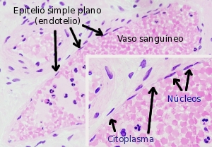 epitelio simple plano