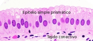 epitelio simple prismático