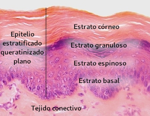 Epidermis